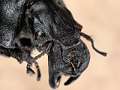Lethrus apterus